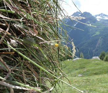 Heu aus Gräsern von unserer Hochalm - Heubad - Badl-Kultur in Südtirol - Bad Schüsslerhof
